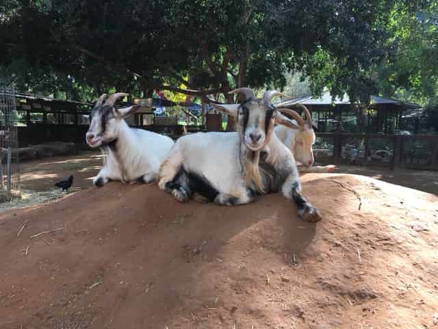 Half Day tour to Safari Ramat Gan Half Day tour to Safari Ramat Gan