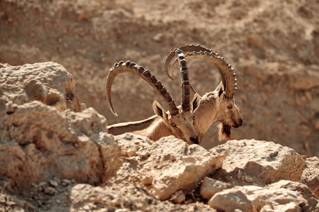 THE NUBIAN IBEX ISRAEL