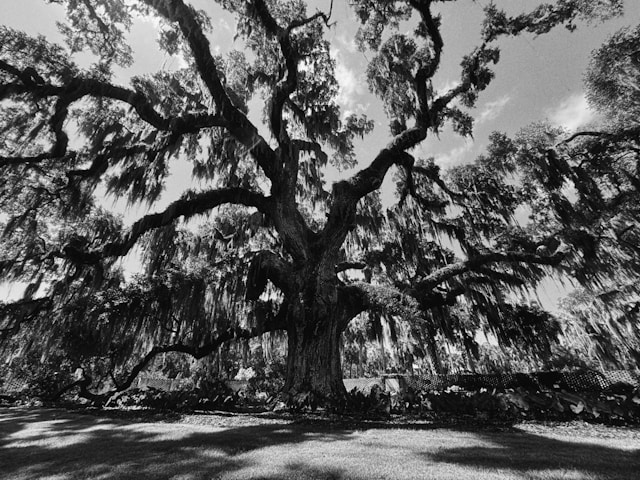 the oak of mamre