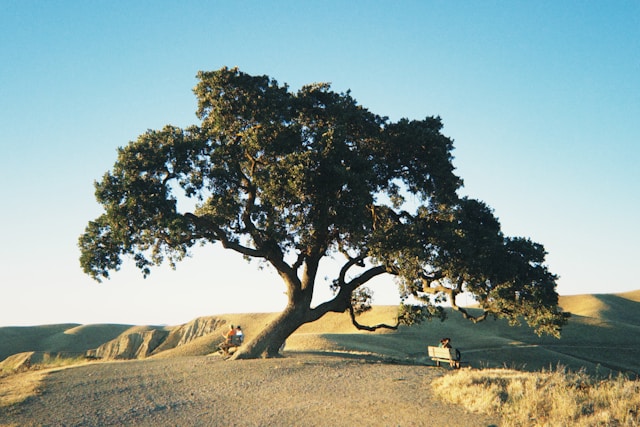 The Sacred Tree of Abraham
