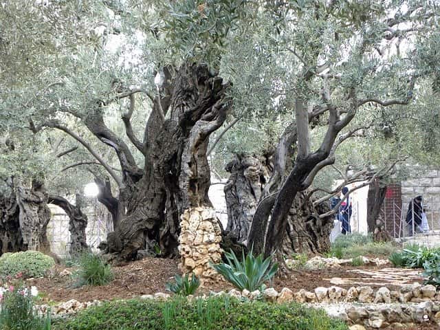 gathsemene garden on mount of olives