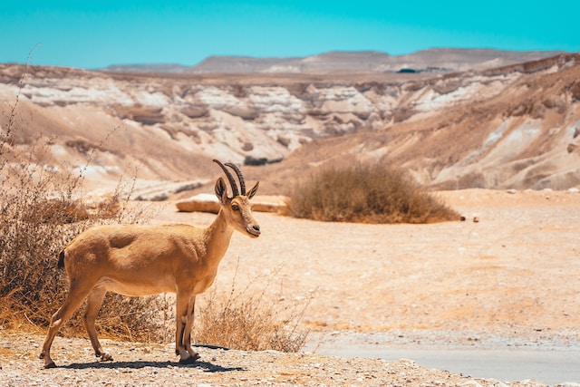 shvil israel the israeli national trail