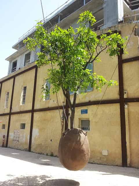 the famous Floating Tree in old Jaffa with a private tour guide