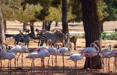 RAMAT GAN SAFARI PARK TOUR