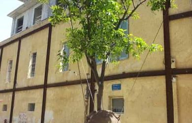 the famous Floating Tree in old Jaffa with a private tour guide