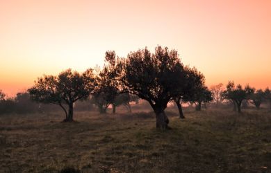 the olive tree in israel