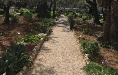 Garden of Gethsemane