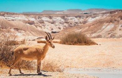 shvil israel the israeli national trail