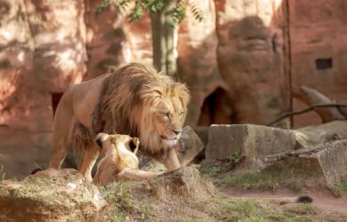 VISIT THE JERUSALEM BIBLICAL ZOO