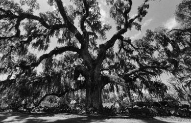 the oak of mamre