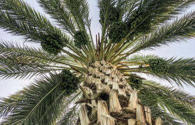 THE BEST DATES IN THE WORLD THE ISRAELI DATES