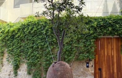 the famous Floating Tree in old Jaffa with a private tour guide