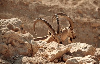 THE NUBIAN IBEX ISRAEL