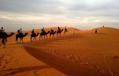 CAMEL RIDES IN ISRAEL TOP SITES